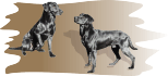 Black Jach of Sinders Stream Valley