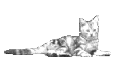 Katze3
