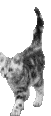 Katze7