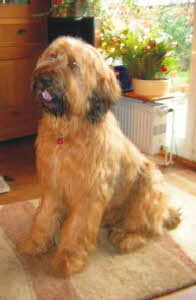 Barney