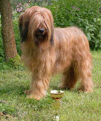 Amelie, CACIB Leipzig 28.08.2011