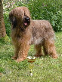 Btise, CACIB Leipzig 28.08.2011