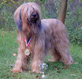 Amelie 22.10.2011 CACIB Hannover BOB, bester Veteran