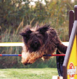 Babouche im Fluge