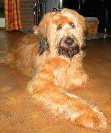 Barney