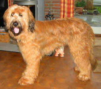 Barney