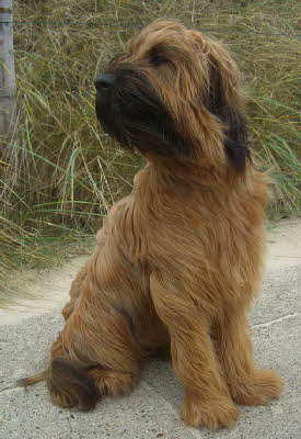 Bailey