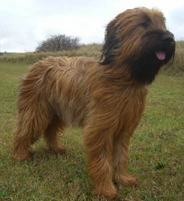 Bailey